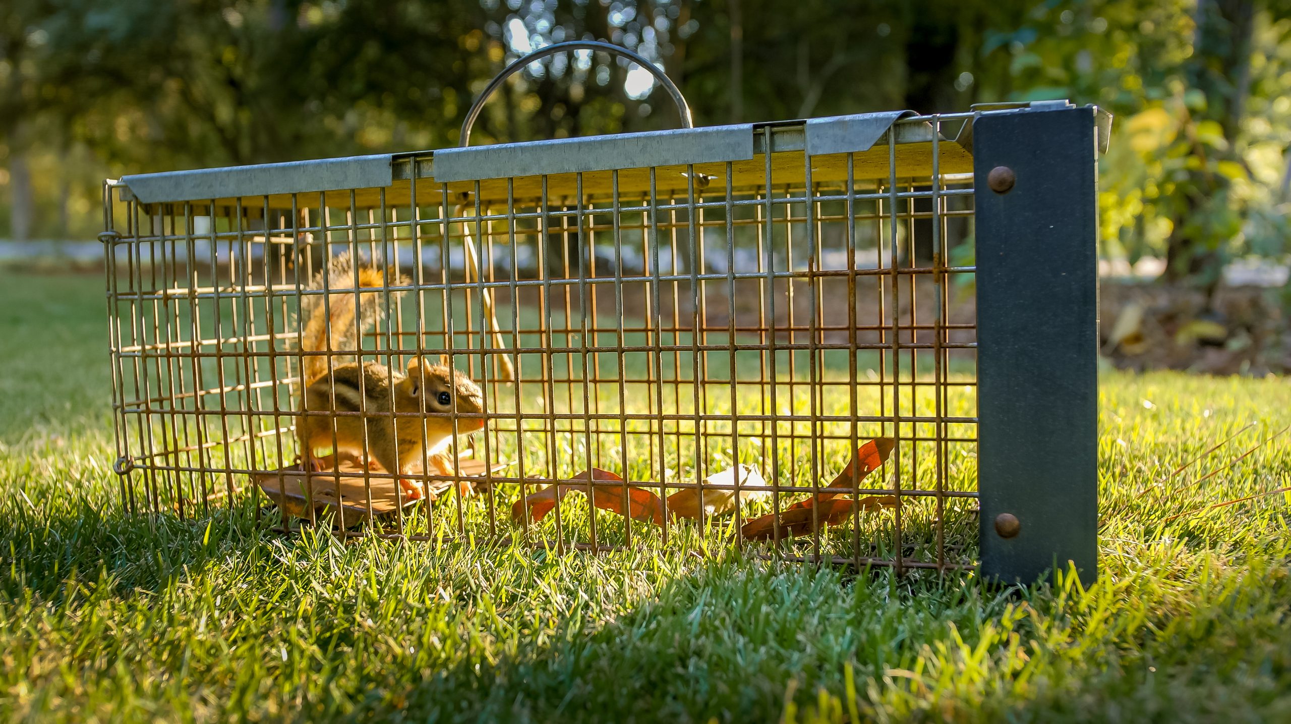 Emergency wildlife removal near me